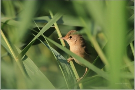 <p>RÁKOSNÍK OBECNÝ (Acrocephalus scirpaceus) /Eurasian reed warbler – Teichrohrsänger/</p>